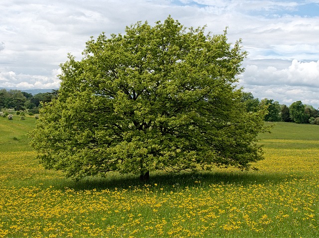 Picture of fields in the countryside